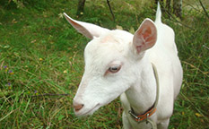 Продажа козлят и козьего молока Зааненской породы коз