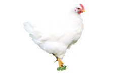 Продажа цыплят и мяса кур Бресс Гальской породы