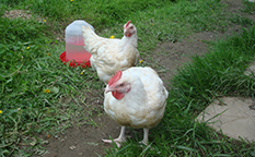 Продажа цыплят и мяса домашних Бройлерных кур