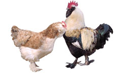 Продажа цыплят птиц породы Фавероль
