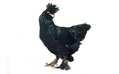 Продажа цыплят кур породы Павловская